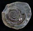 Inch Dactylioceras Ammonite In Concretion #2096-2